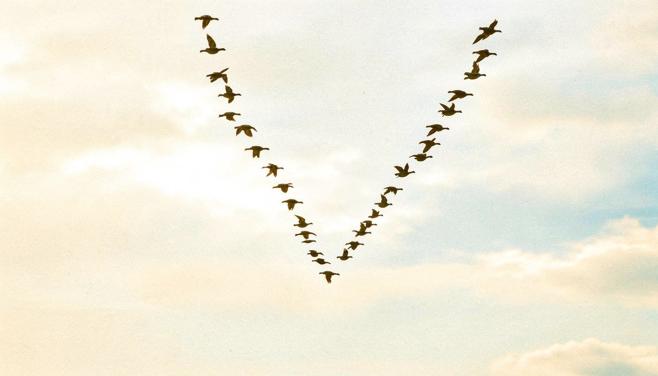 A large flight of geese crossing a deep twilight sky in a crisp V formation.